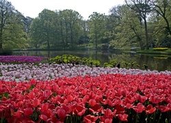 Park, Rzeka, Tulipany, Holandia