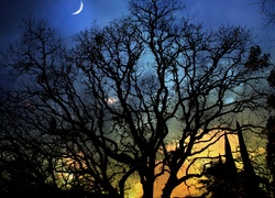 Niebo, Księżyc, Noc, Drzewa, Cień, Blask