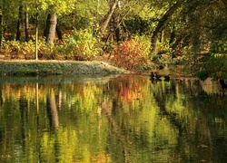 Park, Jesień, Jezioro, Drzewa, Kaczki