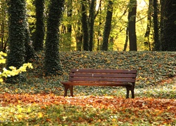 Park, Ławka, Drzewa, Jesień, Liście