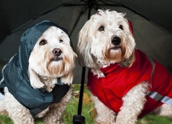 West, Highland, White, Terrier, Parasolka, Ubranka