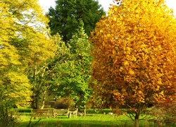 Park, Kolorowe, Drzewa, Ławki, Jesień