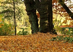 Park, Drzewa, Suche, Liście, Jesień
