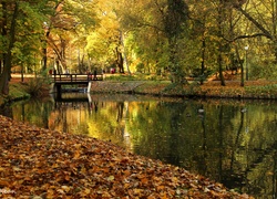 Park, Drzewa, Jezioro, Jesień, Suche, Liście