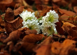 Białe, Kwiaty, Suche, Liście