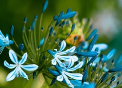 Niebiesko, Białe, Kwiaty, Agapant