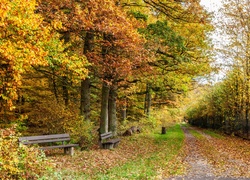 Park, Droga, Ławki, Kolorowe, Liście, Pies, Jesień