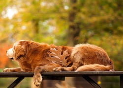Golden, Retriever, Park, Ławka, Liść