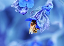 Pszczoła, Niebieskie, Kwiatki