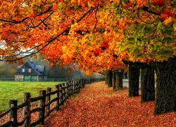 Droga, Drzewa, Dom, Ogrodzenie, Liście, Jesień