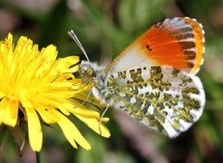 Motyl, Mniszek