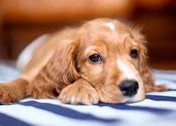 Cocker, Spaniel, Szczeniak