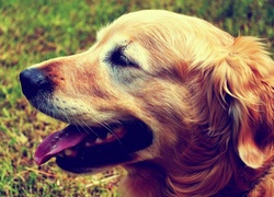 Golden Retriever, Pyszczek, Język