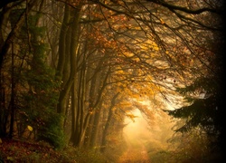 Las, Droga, Mgła, Jesień