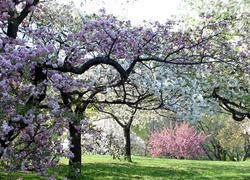 Ogród, Kwitnące, Drzewa