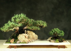 Bonsai