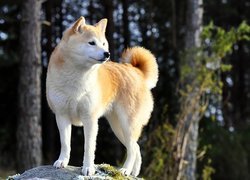 Pies, Akita, Inu, Drzewa