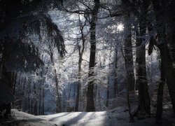 Zima, Las, Śnieg, Przebijające, Światło