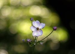Biały, Kwiat, Zawilec japoński