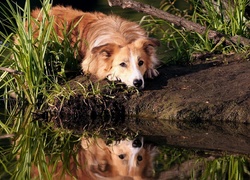 Border, Collie, Pies, Trawa, Woda, Odbicie