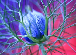 Niebieski, Pąk, Kwiat, Makro
