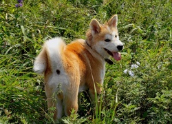 Akita, Inu, Zieleń