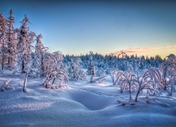 Drzewa, Krzewy, Szadź, Śnieg