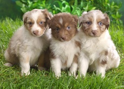 Trzy, Szczeniaki,  Owczarki australijskie, Australian shepherd