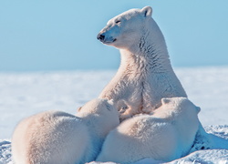 Niedźwiedzie, Polarne, Małe, Misie, Niedźwiedzica