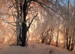 Las, Drzewa, Zachód, Słońca