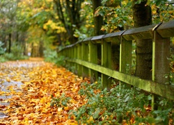 Park, Liście, Droga, Ogrodzenie, Jesień