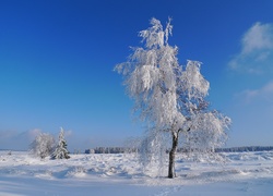 Drzewo, Śnieg, Niebo