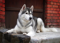 Husky, Stróż, Dom