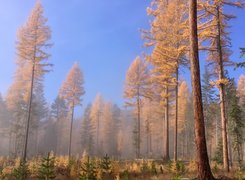 Las, Mgła, Drzewa, Malutkie, Choinki