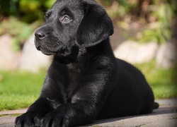 Labrador Retriever, Czarny, Szczeniak