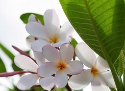 Plumeria, Białe, Kwiaty, Liść