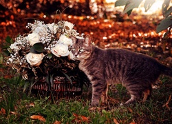 Kot, Koszyk, Kwiatów, Róże