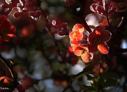 Czerwone, Kwiaty, Fractalius
