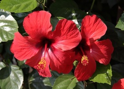 Czerwony, Hibiskus