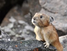 Northern, Pika, Kamień