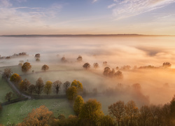 Pola, Pastwiska, Mgła, Drzewa