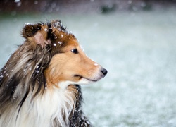 Pies, Futro, Śnieg