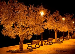 Park, Drzewa, Ławki, Lampy, Noc
