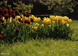 Żółte, Czerwone, Tulipany