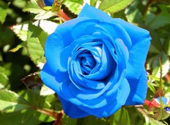 Niebieska, Róża, Pąki