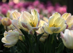 Białoróżowe, Tulipany, Pręciki