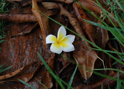 Plumeria, Kwiatek, Jesienne, Liście, Trawa