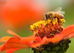 Pomarańczowy, Kwiat, Pszczoła