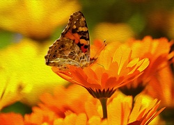 Zółte, Kwiaty, Motyl, Tekstura