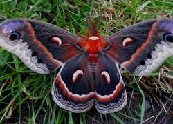 Egzotyczny, Motyl, Trawa
